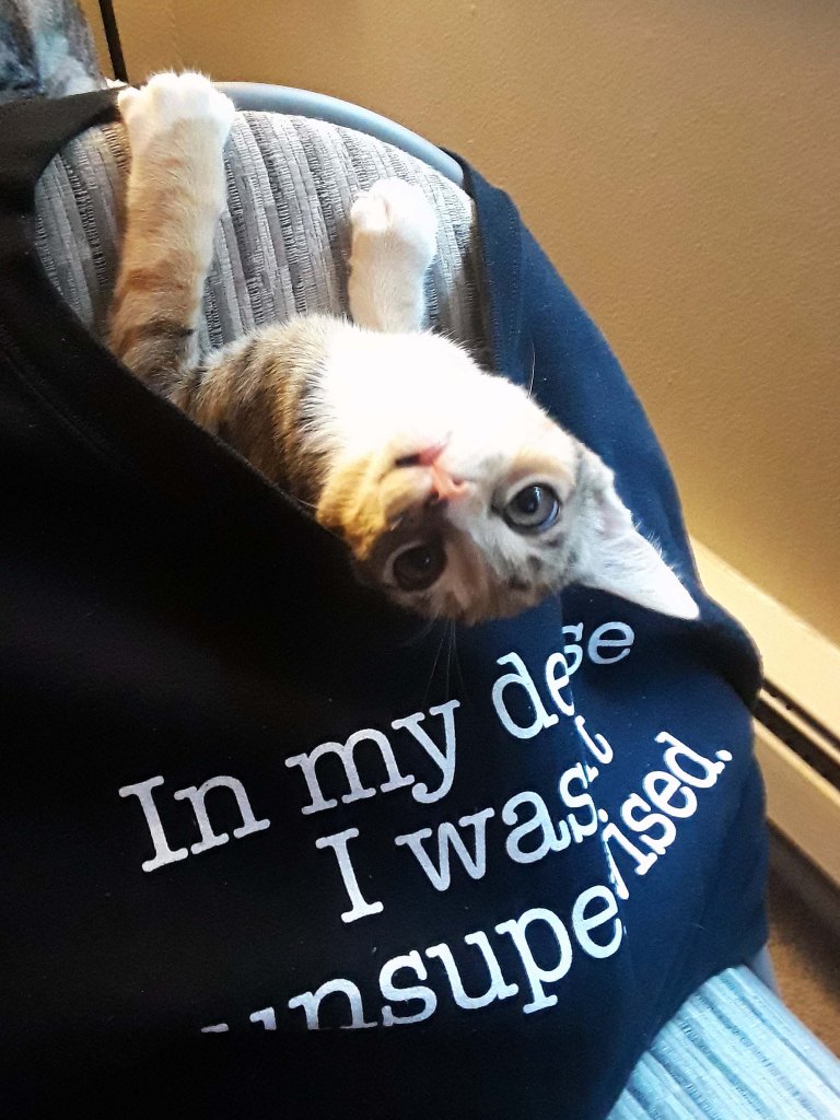 Cat in a sweatshirt with text "In my defense I was left unsupervised"